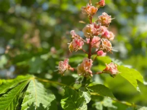 Blossom cluster and green leaves of a red horse-chestnut tree